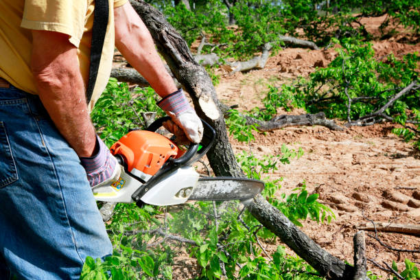 Trusted Moodys, OK Tree Service Experts